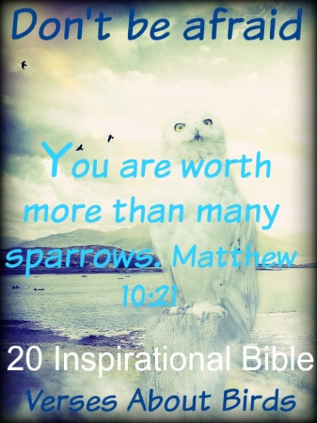 50 Inspirational Bible Verses About Birds (Birds Of The Air)