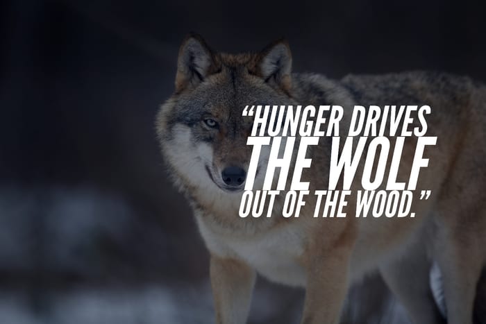  “Hunger drives the wolf out of the wood.”